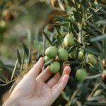 OLIVES
